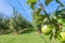 ApplesÂ in Orchard,Â Apple Trees, Ripe Apples